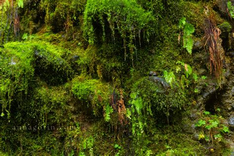 Waterfalls of Oregon's Eagle Creek :: HDR :: Anna Gorin Photography, Boise, Idaho