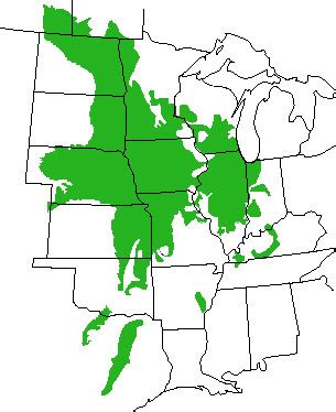 Tallgrass Prairie – Illinois Natural History Survey research