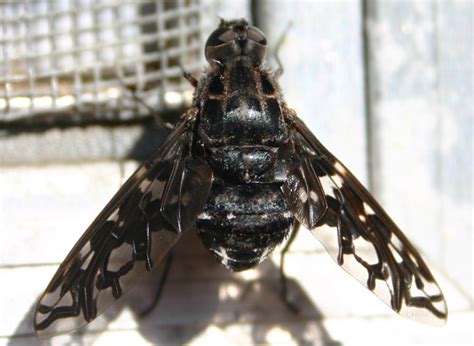 Tiger Bee Fly - What's That Bug?