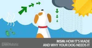 MSM: Does Your Dog Need It? - Dogs Naturally