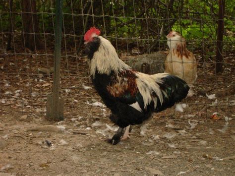 Faverolles | BackYard Chickens