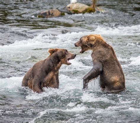 Premium Photo | Two brown bears are playing with each other in the water