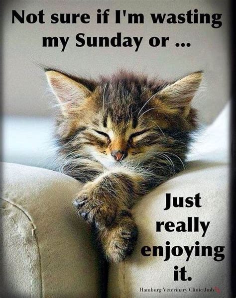 Pin by Laila Elazab on Cat Humour | Happy sunday quotes, Sunday humor ...