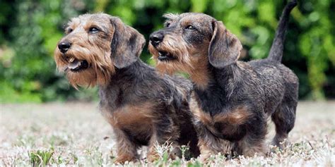 Wire Haired Dachshund: A Furry Fluff