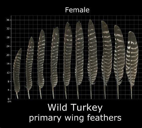 How To Identify Turkey Feathers - Best Guide With Tips, Tricks, and ...