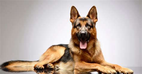 8 Easy Tips on How to Train an Aggressive German Shepherd