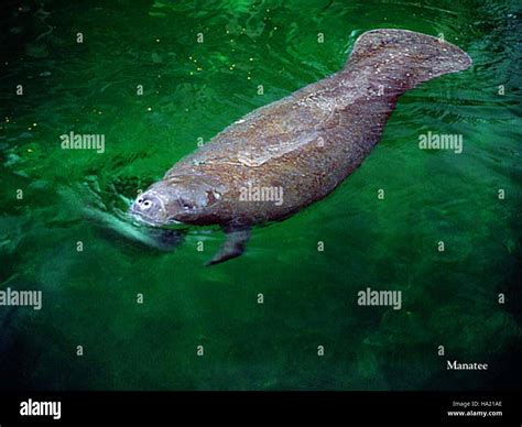 evergladesnps 9099688585 Manatee, NPSphoto Stock Photo - Alamy