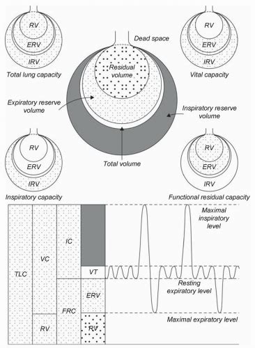 The Pulmonary System | Anesthesia Key