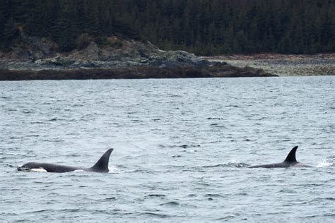 pod of Orcas | During our nature sight-seeing trip, we were … | Flickr