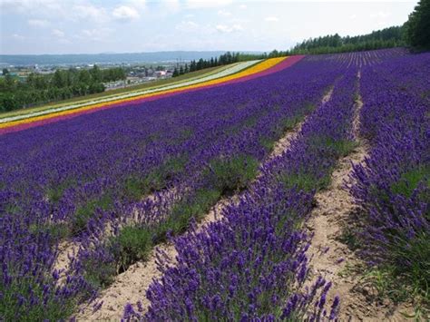 Recommended Season, Spots, and Travel Itinerary to Enjoy the Lavender ...