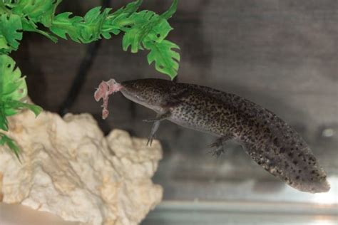 Axolotl Food & Feeding - The Witty Fish