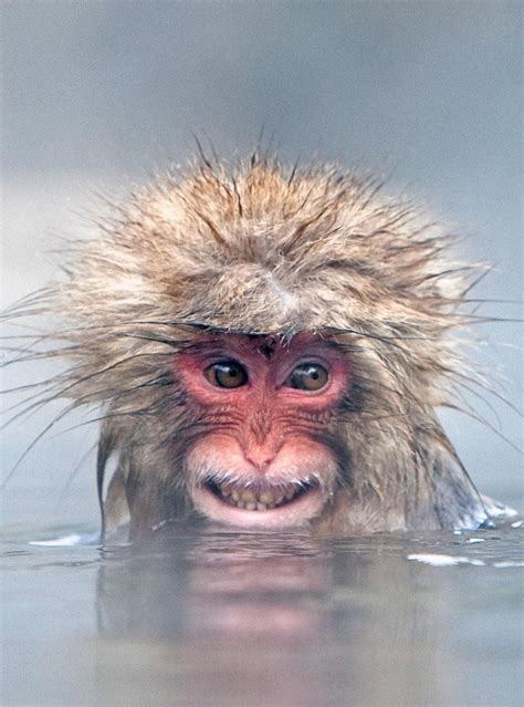 Young Snow Monkey (Macaque) enjoying a hot springs pool in Japan - Happy Monkey Day! : r/aww