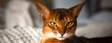 Ginger Cats: The Truth Behind the Colour | Purina