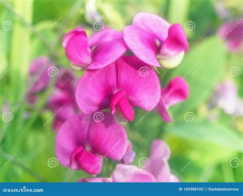 Flowers of Lathyrus Odoratus Stock Photo - Image of blooming, outdoor ...