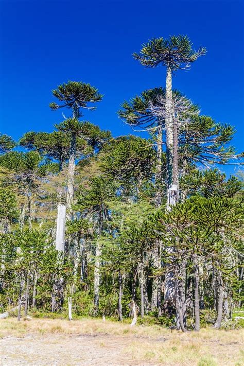 Araucaria Forest in National Park Herquehue Stock Image - Image of calm, conifers: 131463899