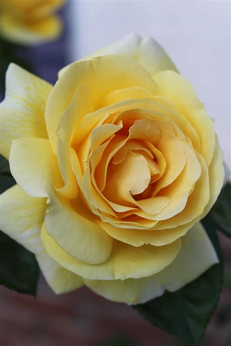 Yellow Rose Flower in Close-up Photography · Free Stock Photo