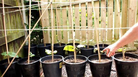 growing dwarf french beans in pots