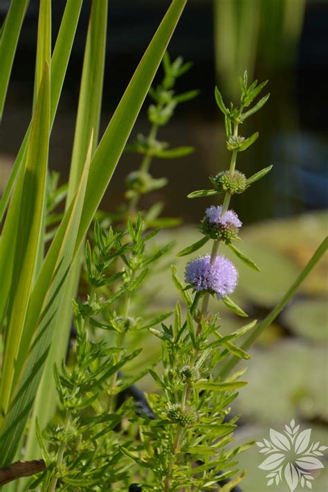 Mentha aquatica - Tuin-Planten Oudsbergen