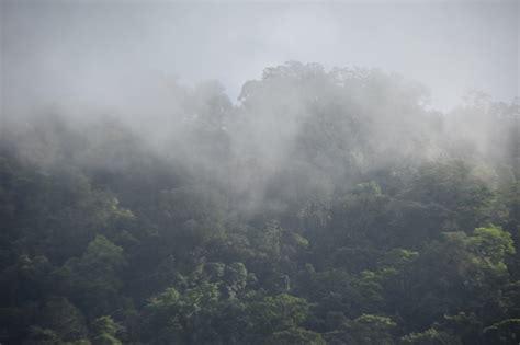 ᐈ Bosques de niebla - 【Las mejores Imagenes y Datos】