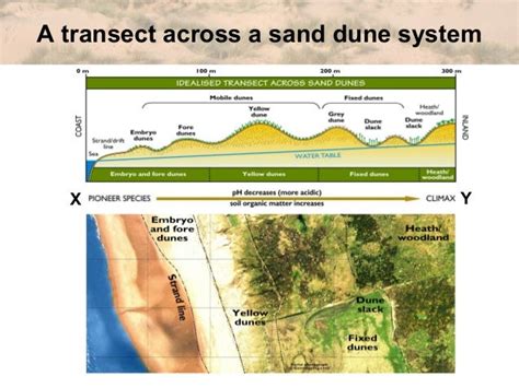 Igcse geog dune succession