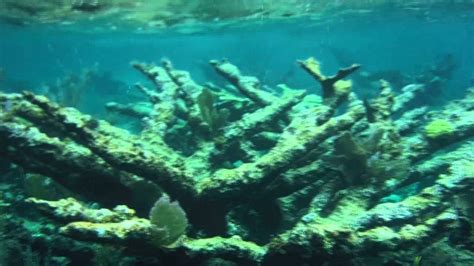 Half Moon Cay, Bahamas Snorkeling - YouTube