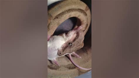 Snake swallowing mouse - YouTube