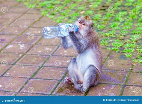 The Monkey Drinks Water from a Plastic Bottle. Stock Photo - Image of expression, jungle: 148036444