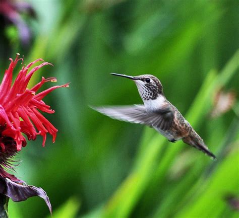 Bee Hummingbird Facts, Habitat, Diet, Life Cycle, Baby, Pictures