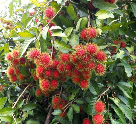 How to Plant Rambutan - THEP WATANA