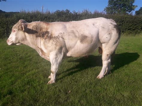 Belgian Blue Bull | Page 2 | The Farming Forum