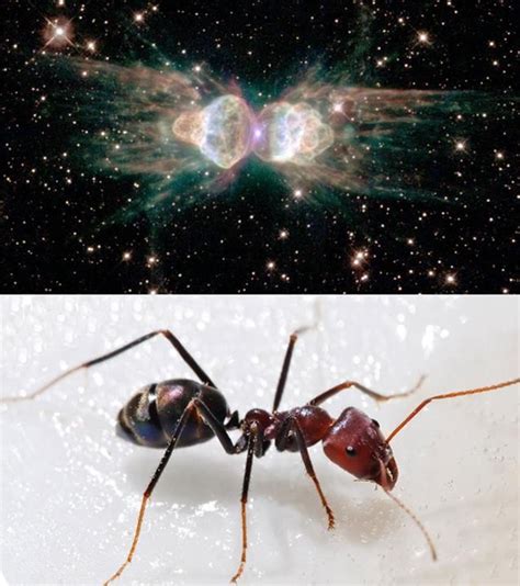 The Ant Nebula was named due to its resemblance to a real ant. Also known as Mz3, the nebula is ...