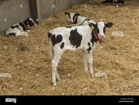 Domestic Cattle, Holstein Friesian, dairy calves, with collars and ear ...