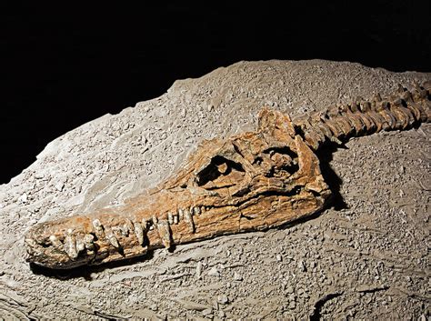 Plesiosaur Skull Photograph by Millard H. Sharp - Fine Art America