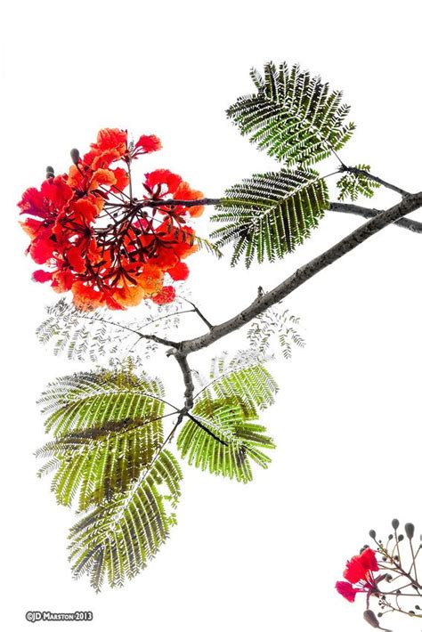 Gulmohar Tree Pencil Drawing - angel-niallhoranff