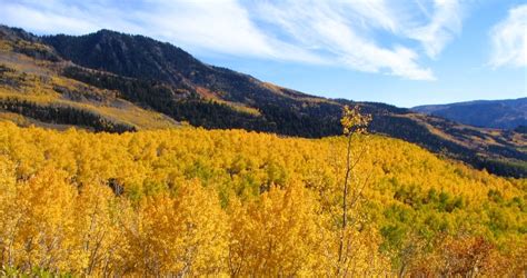 Pando, a Grove of Aspen Trees in Utah that is a Single Organism with ...