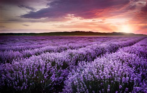 Lavender Fields Sunset