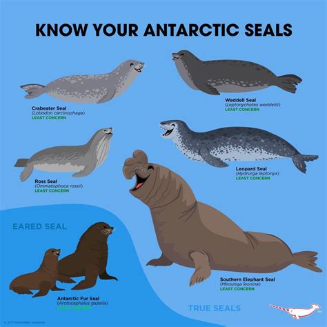 Arctic Ocean Animals List