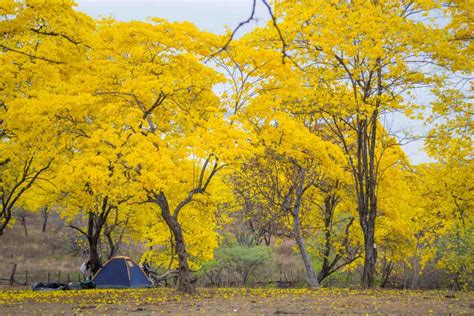 Flowering of the Yellow Guayacan forest in Southern Ecuador, Mangahurco – Loja