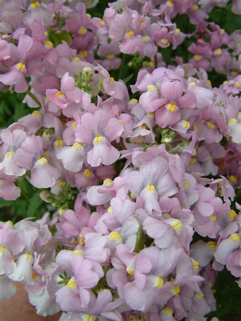 Nemesia rosea 'Pink' - Hello Hello Plants