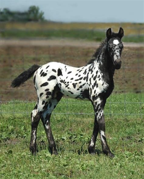 Friesian Appaloosa colt | PONIES | Pinterest