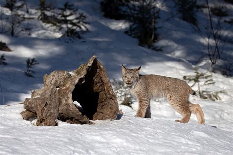 Eurasian Lynx Habitat