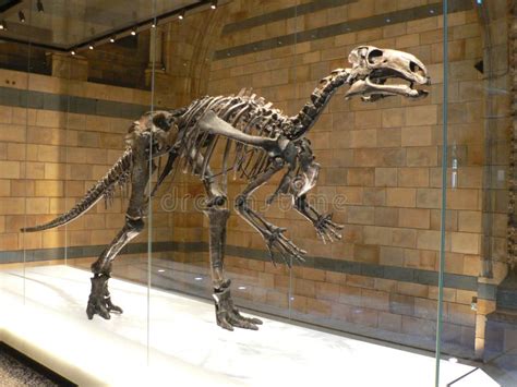 Mantellisaurus Dinosaur Skeleton Editorial Photography - Image of ...