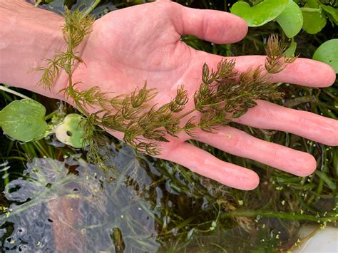 BUY 2 GET 1 FREE Hornwort Coontail Live Fish Tank Plants | Etsy