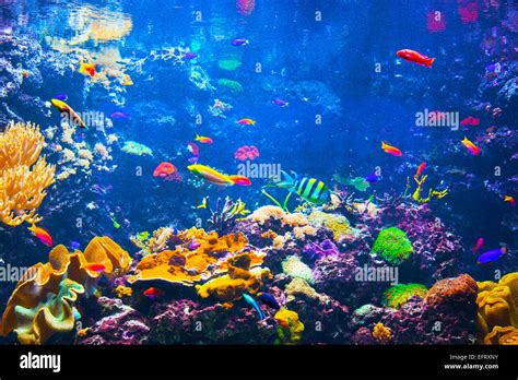 Underwater life. Coral reef, fish, colorful plants in ocean Stock Photo ...