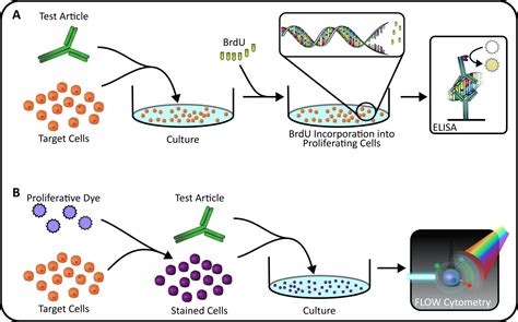 Proliferation Assay | Immuno-Oncology | Xeno Diagnostics