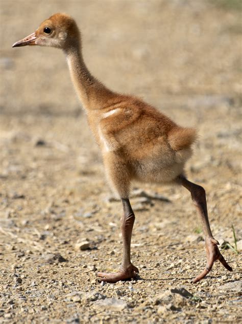 Baby Crane Chick image - Free stock photo - Public Domain photo - CC0 Images