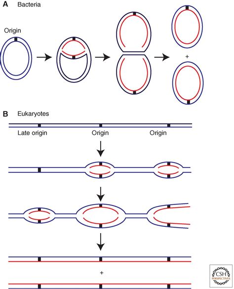 Principles and Concepts of DNA Replication in Bacteria, Archaea, and Eukarya