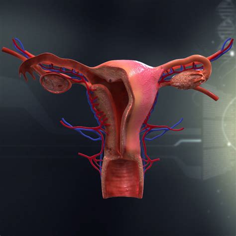 Female Organ Anatomy 3d Model | Images and Photos finder