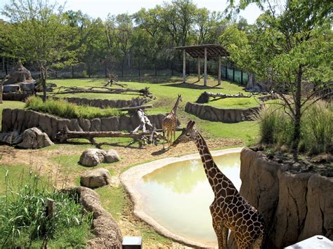 Dallas Zoo | Animals, Conservation, Education | Britannica