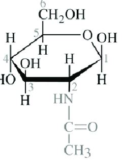 Chemical structure of N-acetyl-β-D-glucosamine. | Download Scientific ...